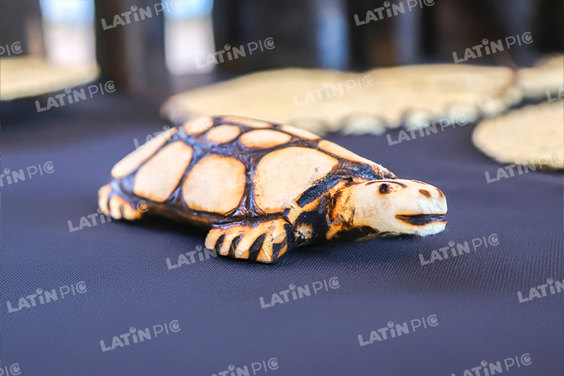 tortuga-esculturas-animales-tallado-madera-artesania-paraguaya-04